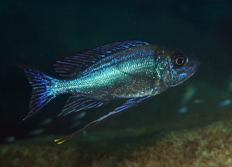 Cyathopharynx sp. 'neon streak' Samazi